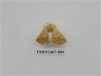 藏品(尺蠖蛾科)的圖片